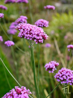 Verbena b. &#39;Lollipop&#39; Qt