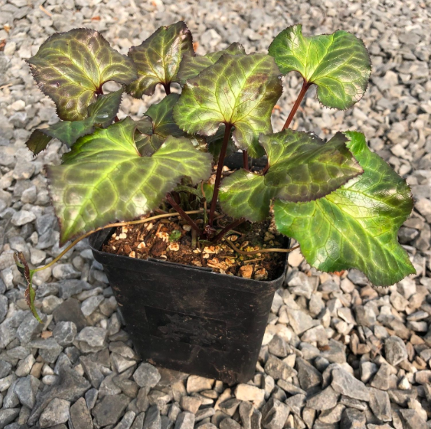Beesia deltophylla 4.5&quot;
