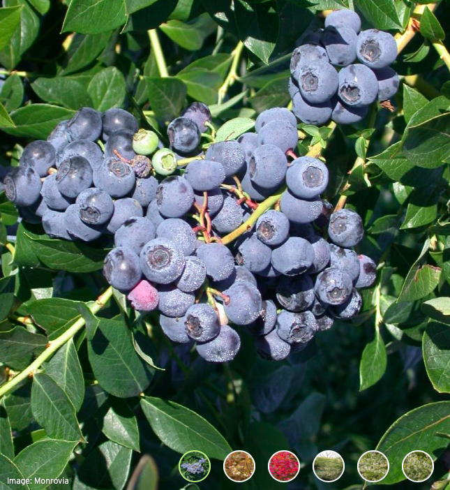 Blueberry - Highbush, Vaccinium c. &#39;Patriot&#39;  1gal