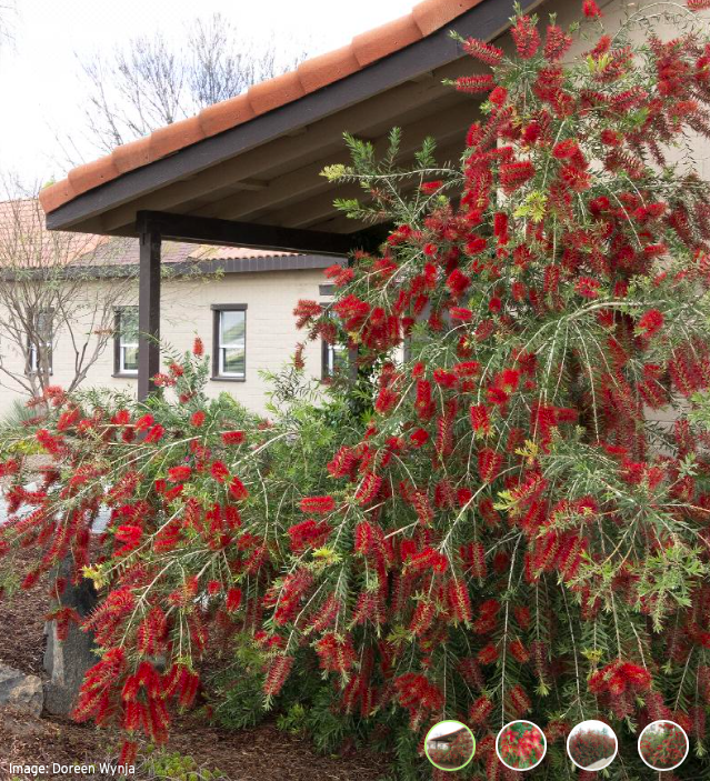 Bottlebrush, Callistemon vim. &#39;Slim&#39; 5gal