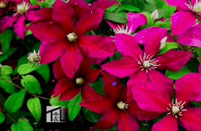 Clematis &#39;Niobe&#39; 1gal
