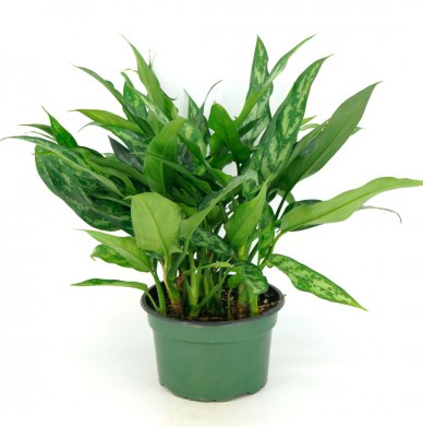 Chinese Evergreen, Aglaonema &#39;Maria&#39; 8&quot;