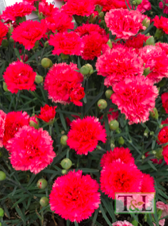 Carnation, Dianthus &#39;Odessa Cerise Bling Bling&#39; 2gal