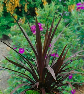 Cordyline australis &#39;Renegade&#39; 1gal