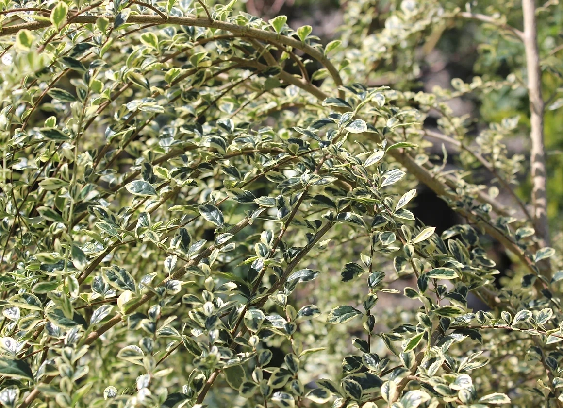 Azara m. &#39;Variegata 5gal