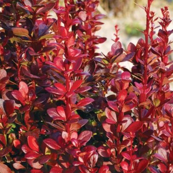 Barberry, Berberis &#39;Red Torch&#39; Qt