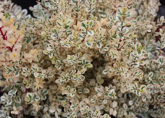 African Boxwood, Myrsine a. &#39;Scarlett Marglin&#39; 1gal