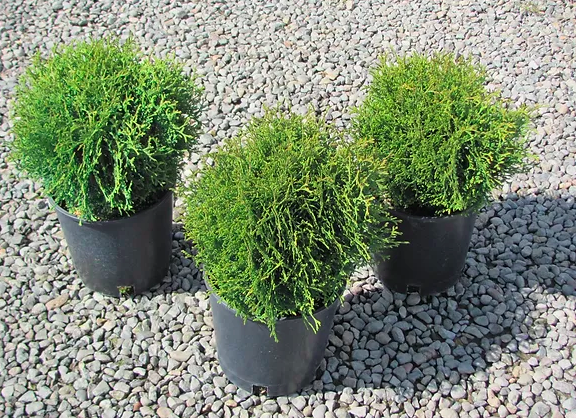 Cedar - Eastern White, Thuja o.&#39;Minima&#39; 4&quot;