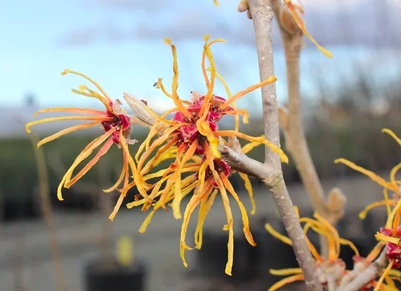 Witchhazel, Hamamelis x &#39;Jelena&#39; 5gal