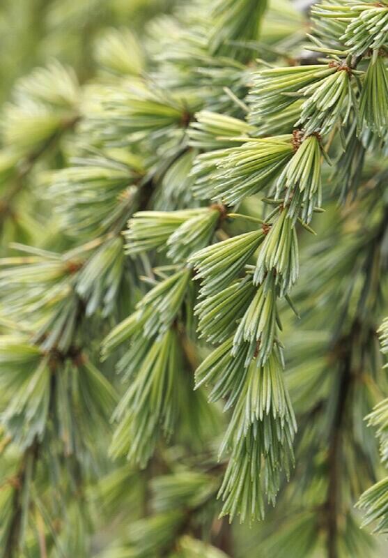 Weeping Blue Atlas Cedar, Cedrus atlantica glauca pendula - Serpitine 5gal