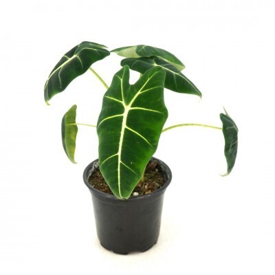 Alocasia &#39;Frydek&#39; 4&quot;