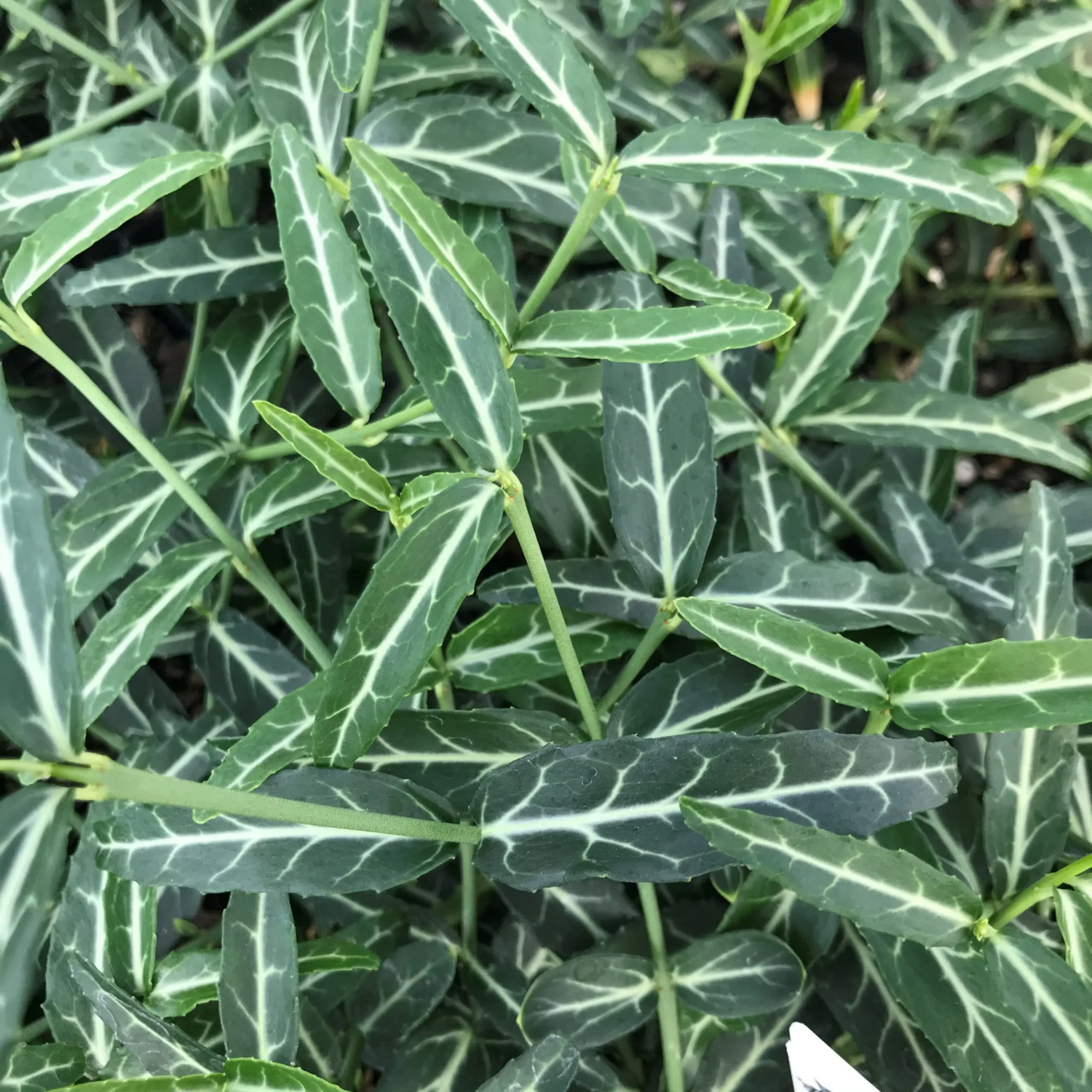 Wintercreeper, Euonymus fortunei &#39;Wolong Ghost&#39; 3.5&quot;