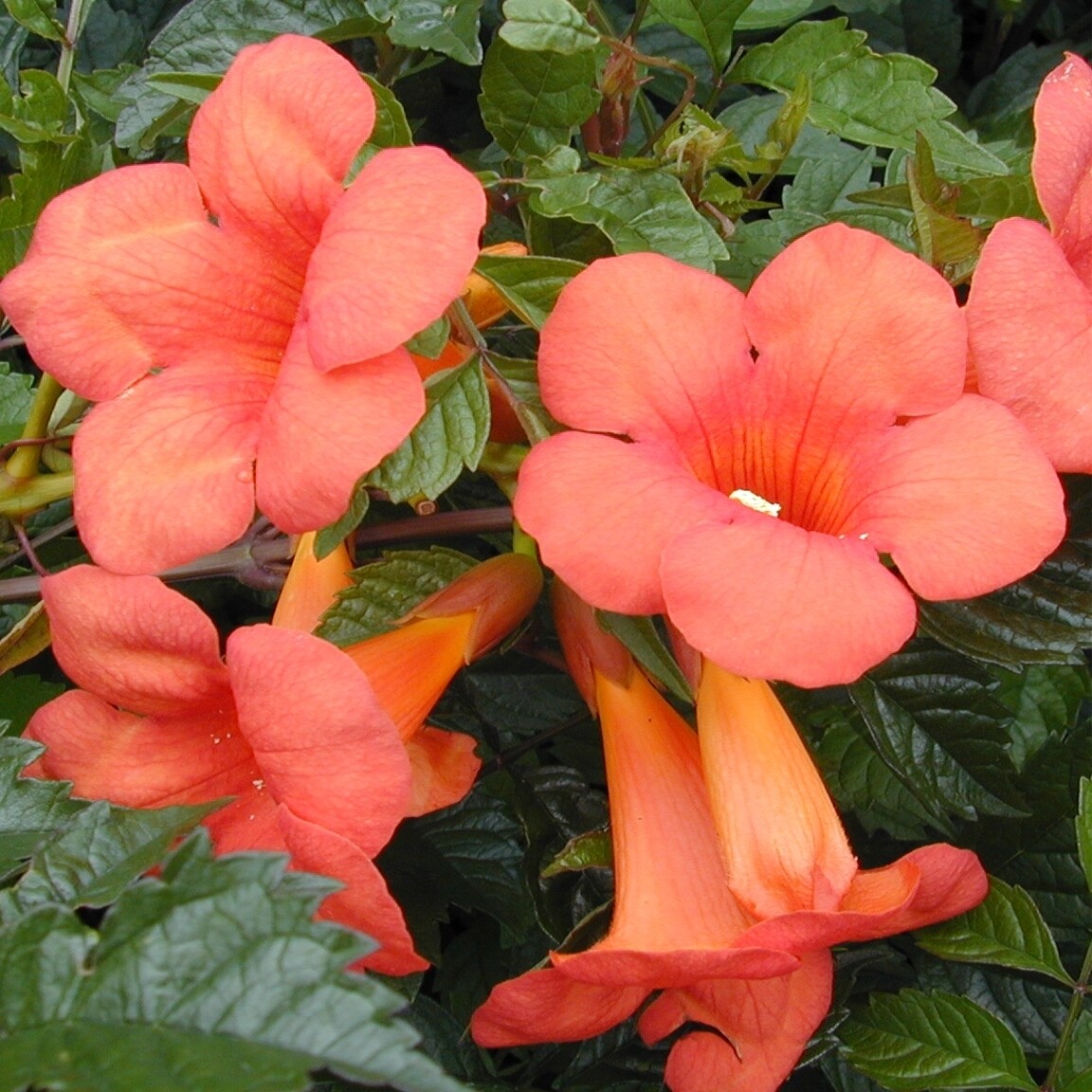 Trumpet Vine, Campsis radicans &#39;Madame Galen&#39; 1gal