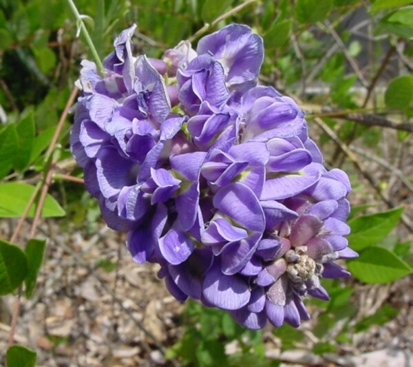 Wisteria frutescens &#39;Amethyst Falls 1gal