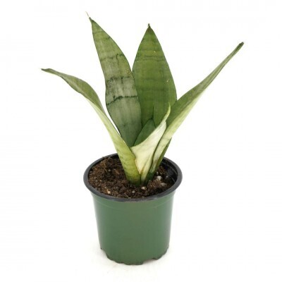 Snake Plant, Sansevieria trifasciata &#39;Moonshine&#39; 4&quot;