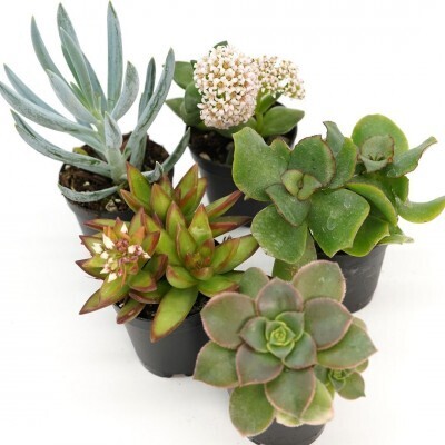 Succulent, Succulent assorted 2&quot;