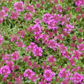 Thyme - Creeping Pink, Thymus serpyllum &#39;Coccineus&#39; 4&quot;