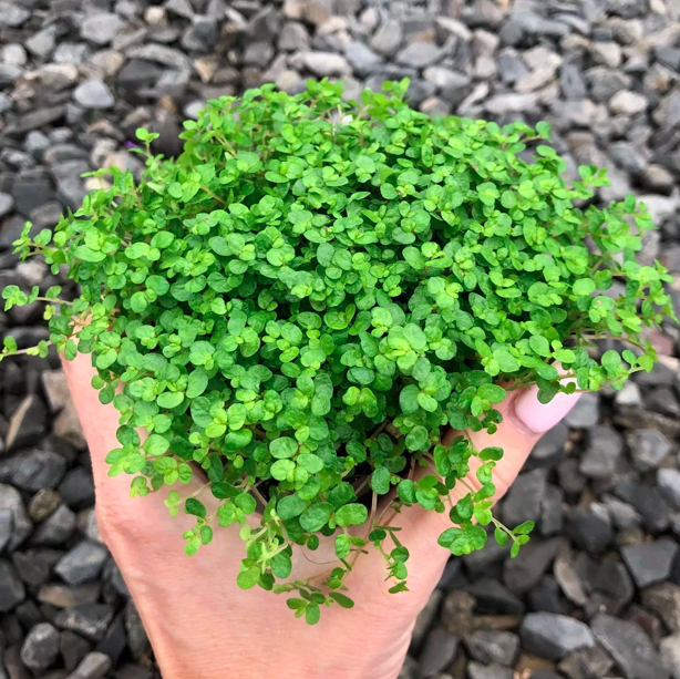 Baby Tears, Soleirolia soleirolii (outdoor) 4&quot;