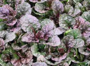 Bugleweed, Ajuga reptans &#39;Black Scallop&#39; 4&quot;