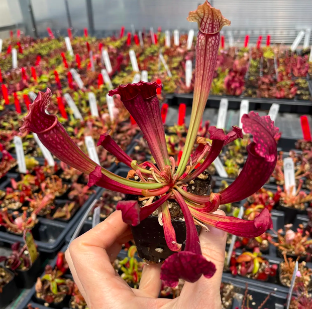 Pitcher Plant- Hardy, Sarracenia &#39;Fiona&#39; 2&quot;