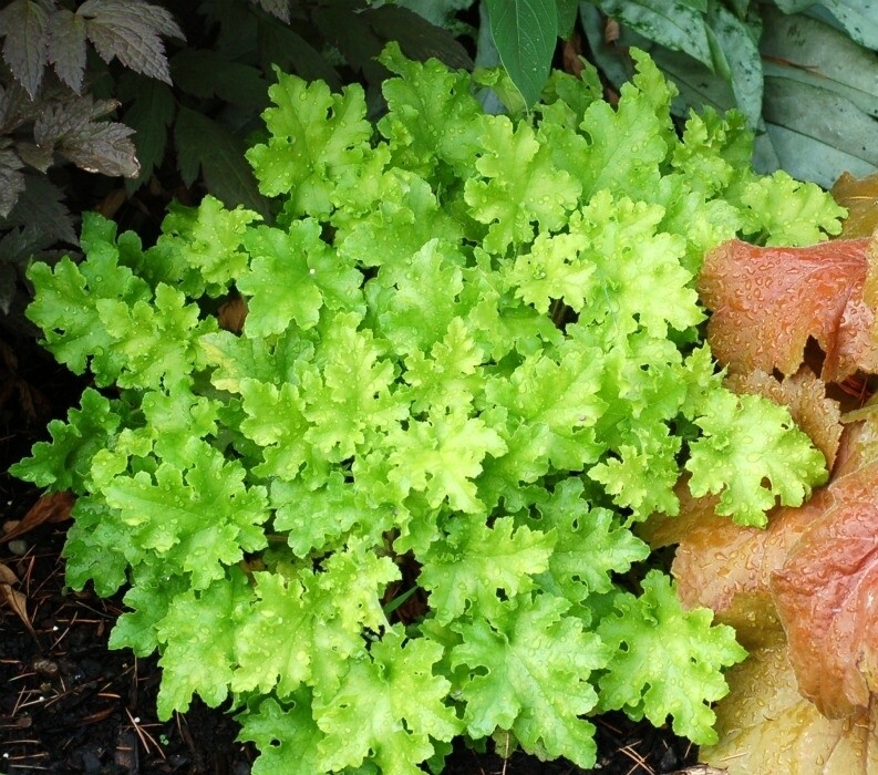 Heuchera &#39;Lime Marmalade&#39; Qt
