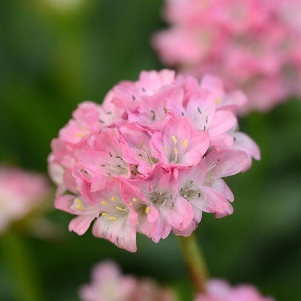 Sea Thrift, Armeria &#39;Dreameria Dreamland&#39; 1gal