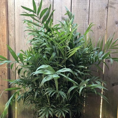 Palms and Dracaenas