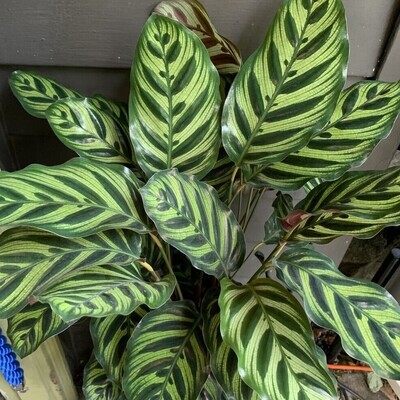 Prayer Plants