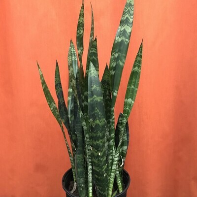 Snake Plants