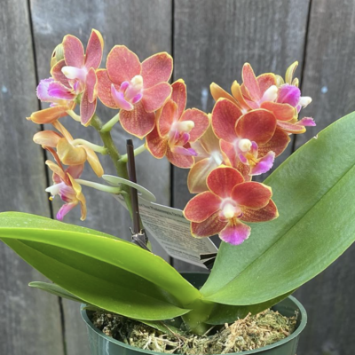 Flowering Plants