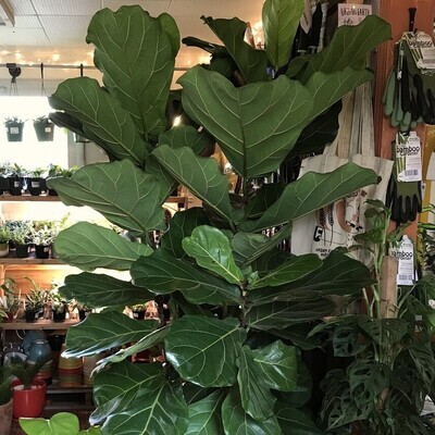 Ficus