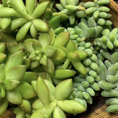 Succulents and Cacti