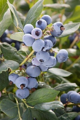 Berries