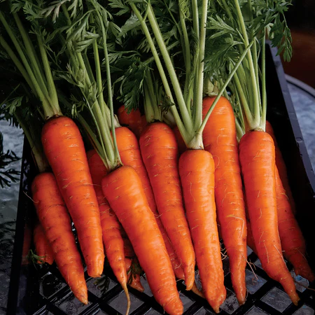 Seeds -  Carrot Rodelika 1 Gram Organic
