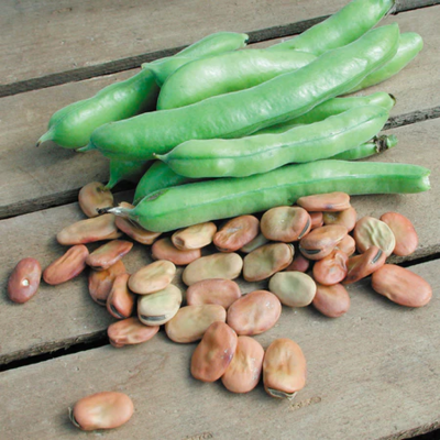 Fruit and Veggie Seeds
