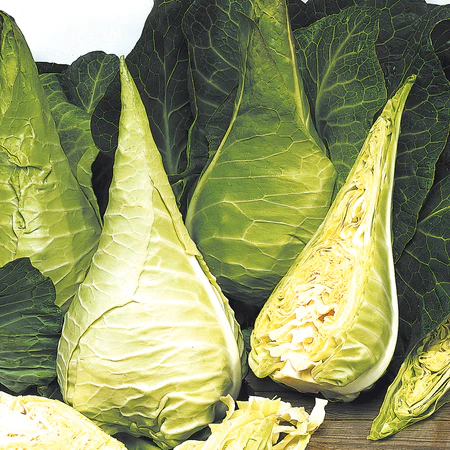 Seeds -  Cabbage Filderkraut 1/2 Gram Organic