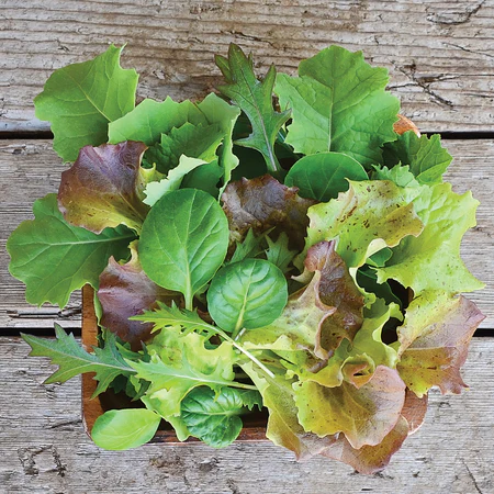 Seeds - Gourmet Mesclun Salad Blends Mild Mesclun Blend 4 Grams