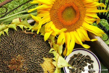 Flower Seeds