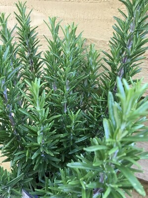 Culinary Herbs