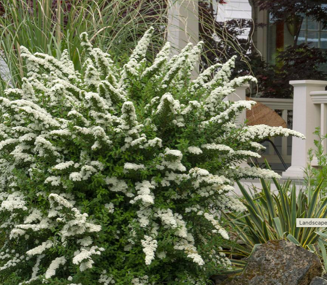 Spiraea n. &#39;Snowmound&#39; 5gal
