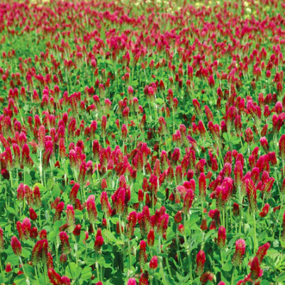 Seeds - Crimson Clover Cover Crop 1lb