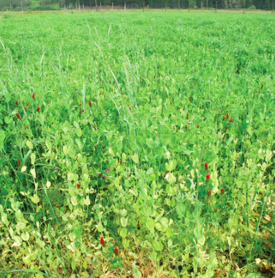 Seeds - TSC&#39;s Fall Mix Cover Crop 1lb