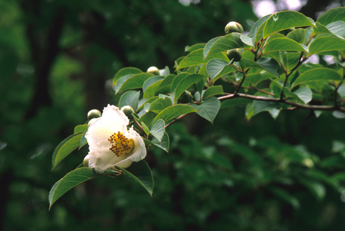 Stewartia - Japanese, Stewartia pseudocamellia 3gal