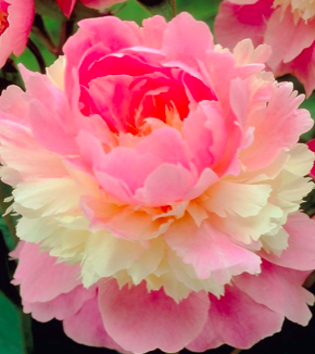 Peony, Paeonia &#39;Sorbet&#39; 2gal