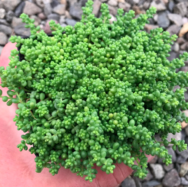 Sedum album &#39;Baby Tears&#39; 4&quot;