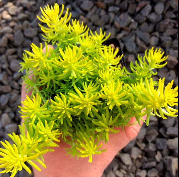 Sedum rupestre &#39;Angelina&#39; 1gal