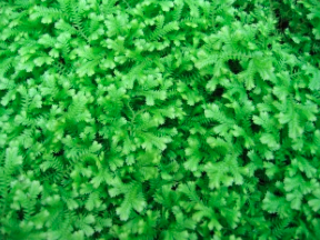 Spike Moss, Seleginella brownii &#39;Emerald Isle&#39; 4&quot;