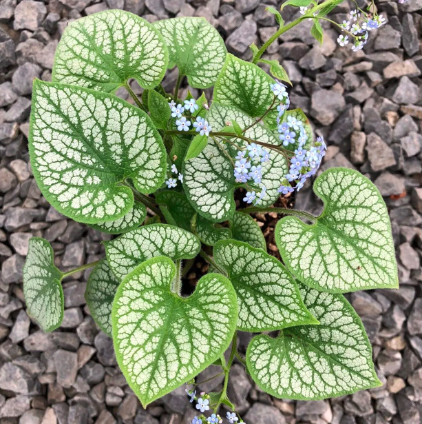 Brunnera macrophylla &#39;Jack Frost&#39; 1gal