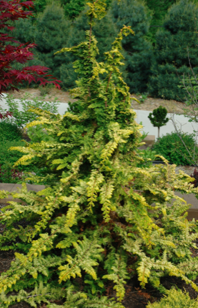 Cypress - Hinoki, Chamaecyparis ob. &#39;Fernspray Gold&#39; 1gal