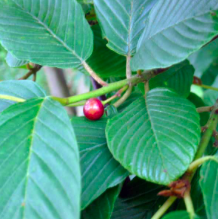 Cascara, Rhamnus purshiana 1gal